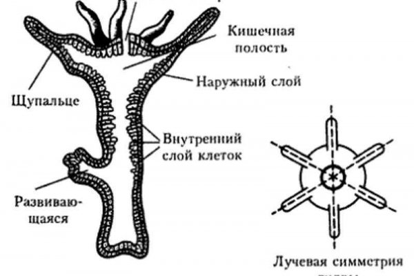 Kraken 17at
