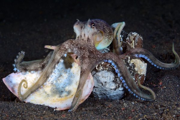 Kraken сайт зеркала